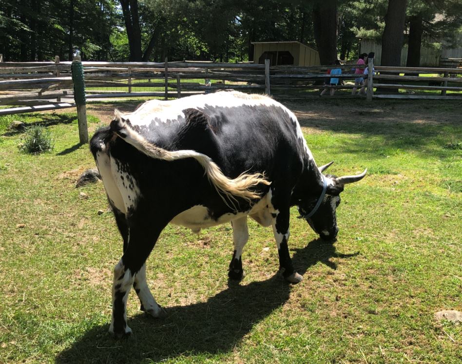 Heckscher Farm Festival