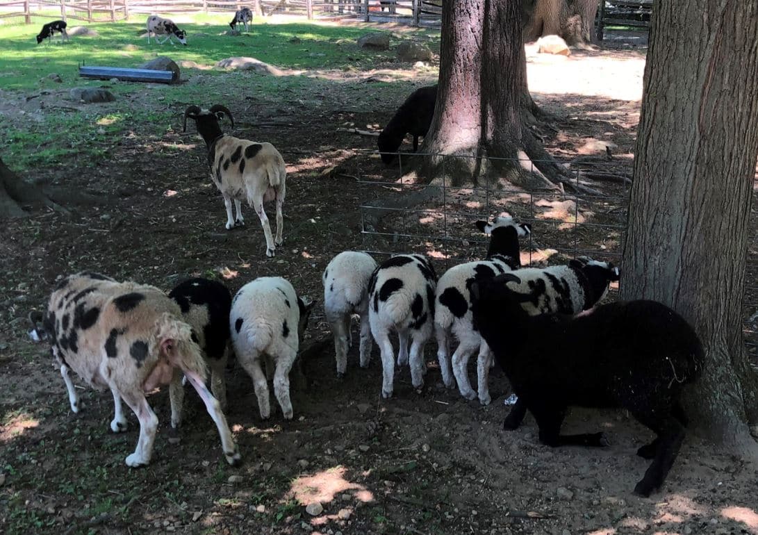 Heckscher Farm Festival