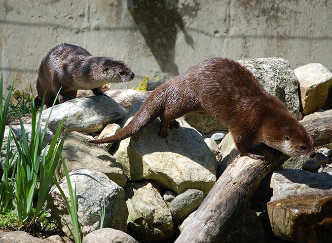Otters