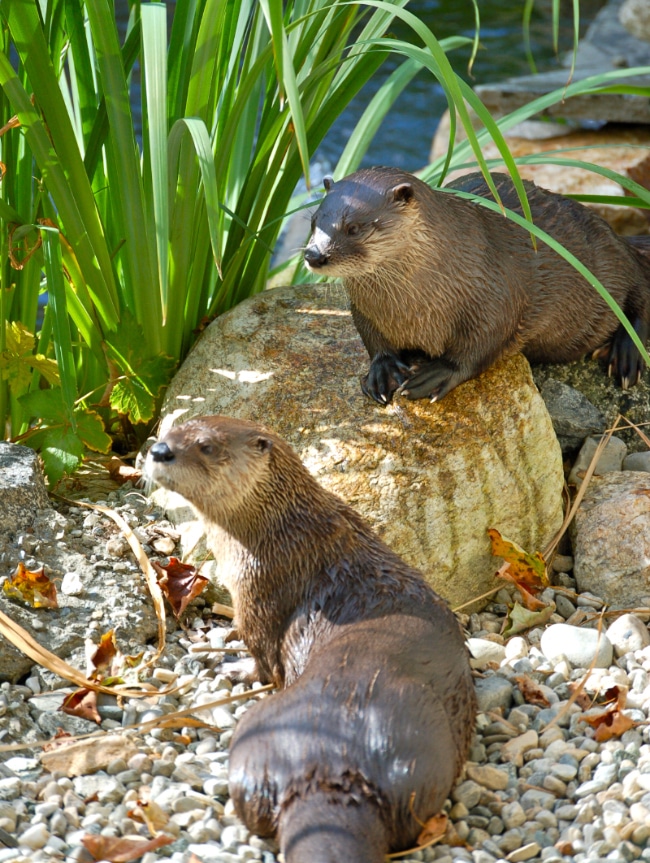 Smnc River Otters Smnc River Otters