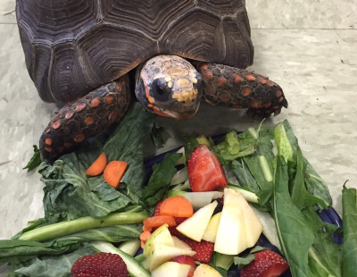 WALLACE EATING