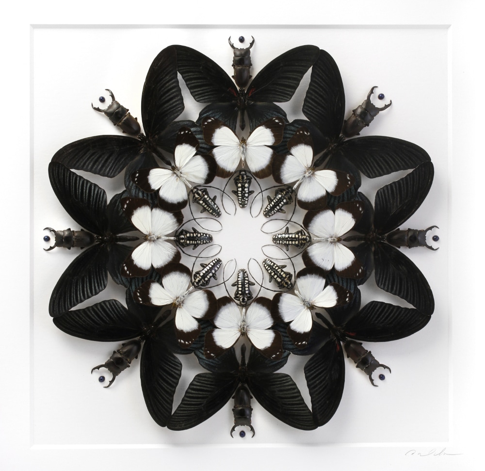 Dente Black White