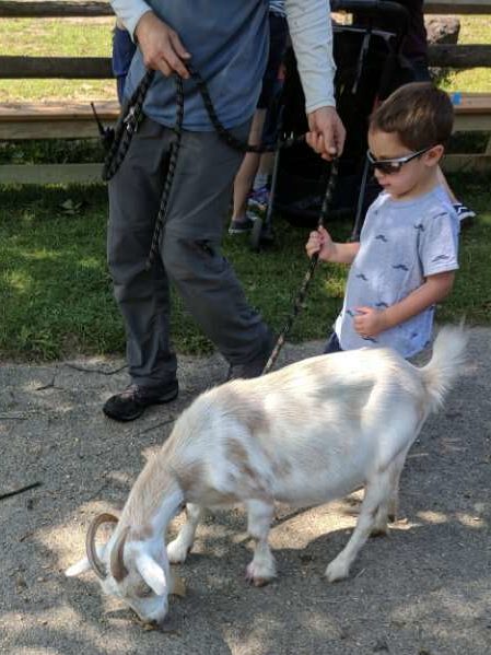 Goat Walking