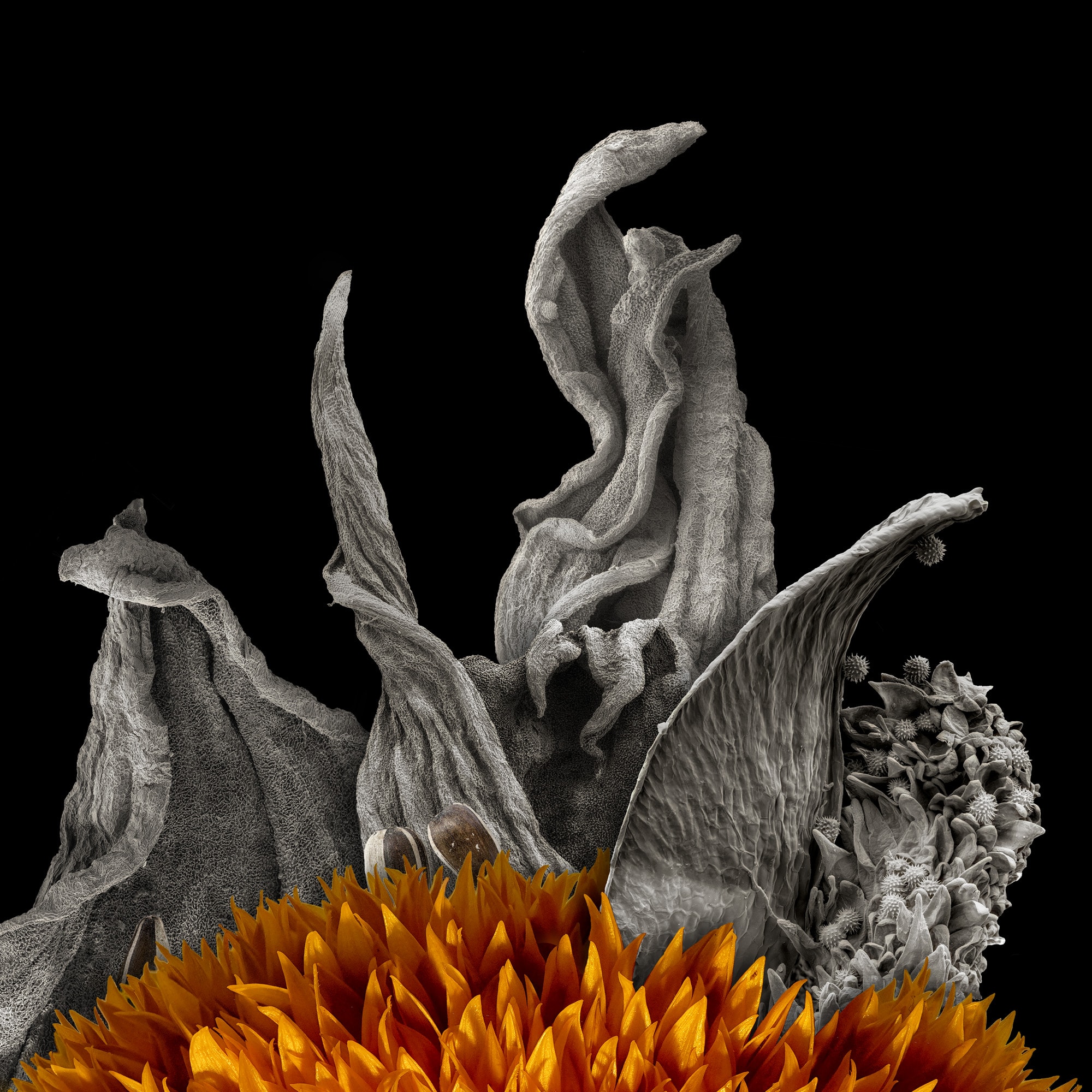 Sunflowers are highly resistant to drought, increased heat, and    disease. They're seen as a key species by researchers looking to support healthy crops in the future.