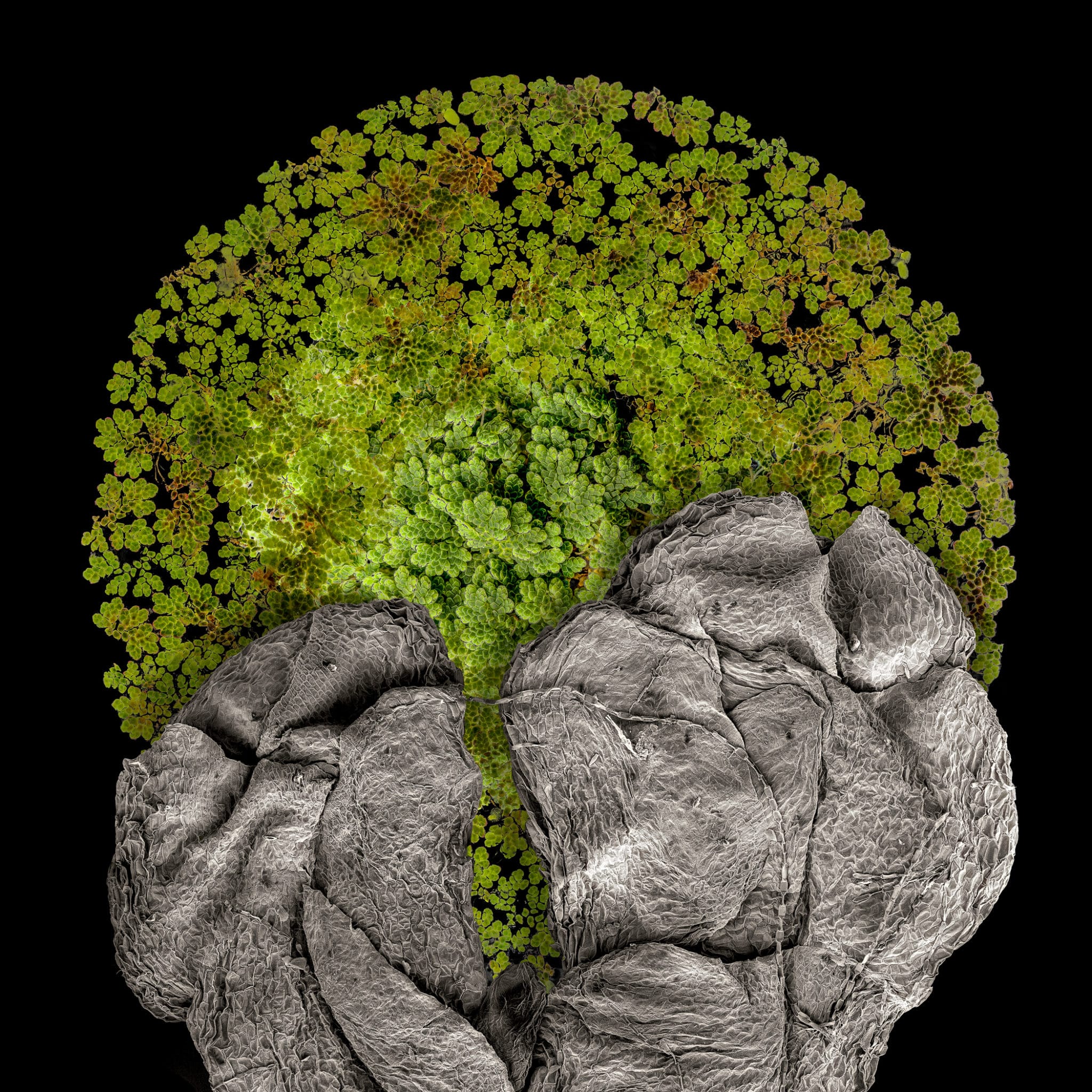 Azolla, Floating Fern, 2019 <br>
Archival c-print on aluminum with protective lamination
40 x 40 inches
© Robert Dash