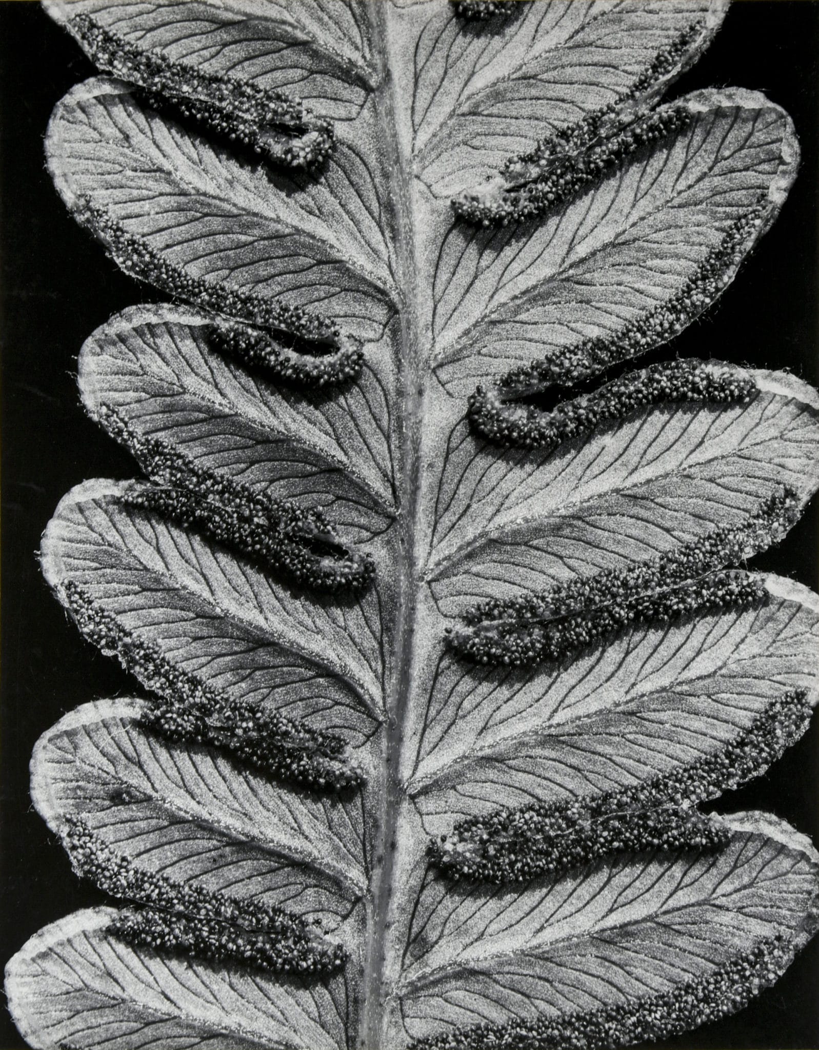 Pteridium Aquilinum Var. Latiusculum (Eastern Bracken) Neidorf (002)
