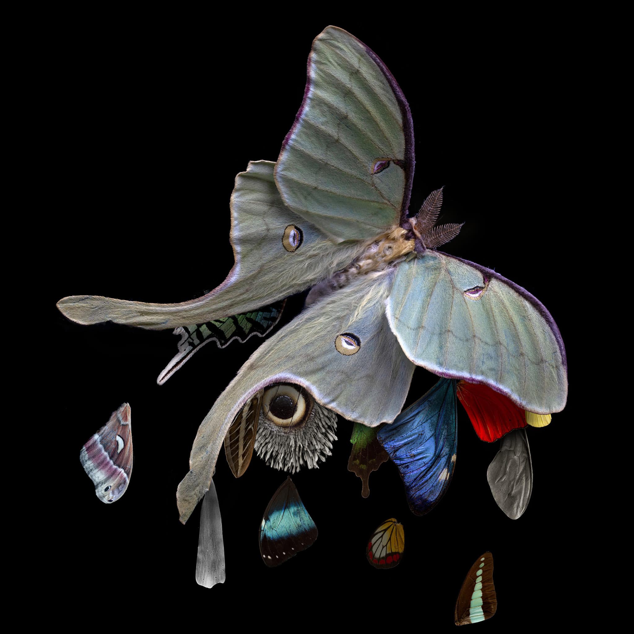 Requiem for Pollinators, 2020 <br>
Archival c-print on aluminum with protective lamination
40 x 40 inches
© Robert Dash
