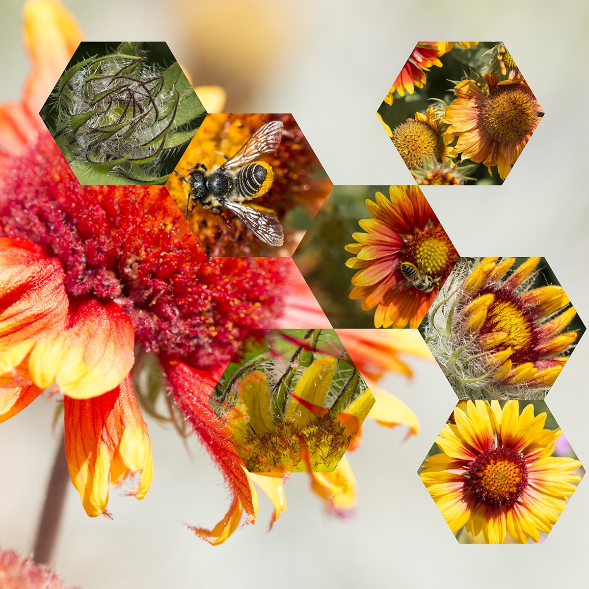 <i><b>Blanket Flower (Gaillardia aristata)</i></b> Nancy Macko
<em><strong><br>Blanket Flower (Gaillardia aristata)</strong>, </em>2018<br>
Archival digital print mounted on white sintra and faced with Plexiglas®<br>
40 ½ x 40 ½ inches<em><br></em></p>