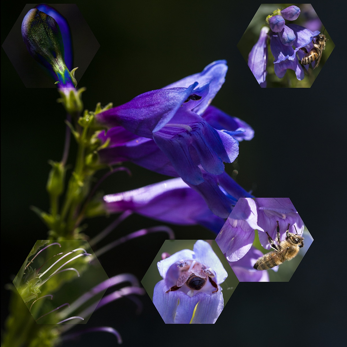 Nancy Macko
<em><strong><br>Rocky Mountain Beardtongue</strong> <strong>(Penstemon strictus) </strong>, </em>2018<br>
Archival digital print mounted on white sintra and faced with Plexiglas®<br>
40 ½ x 40 ½ inches<em><br></em></p>