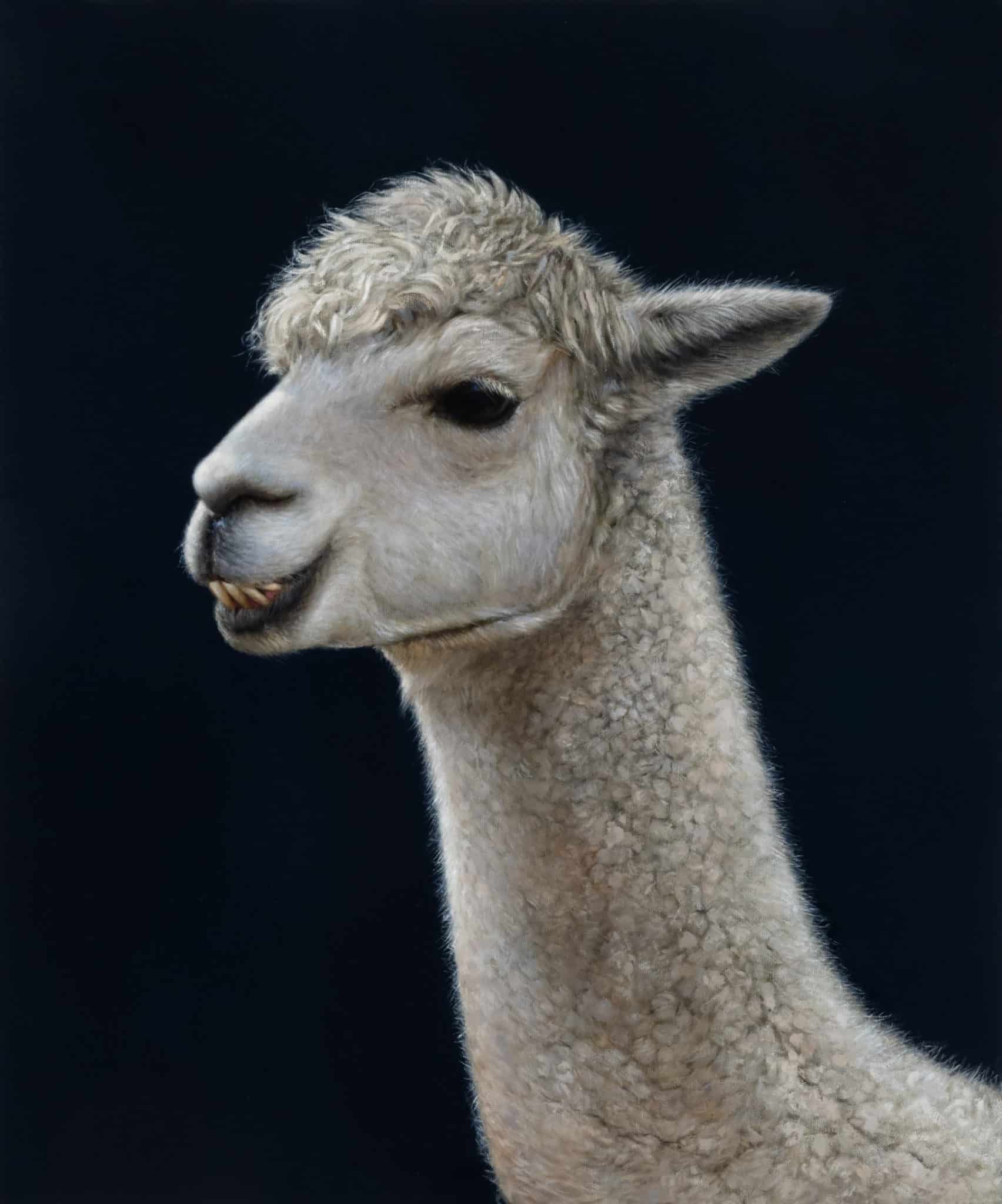 Rachel Sard
<em><strong><br>Alpaca (Sparkles)</em></strong> <br>
Oil on canvas<br>
24 x 30 inches, 2023