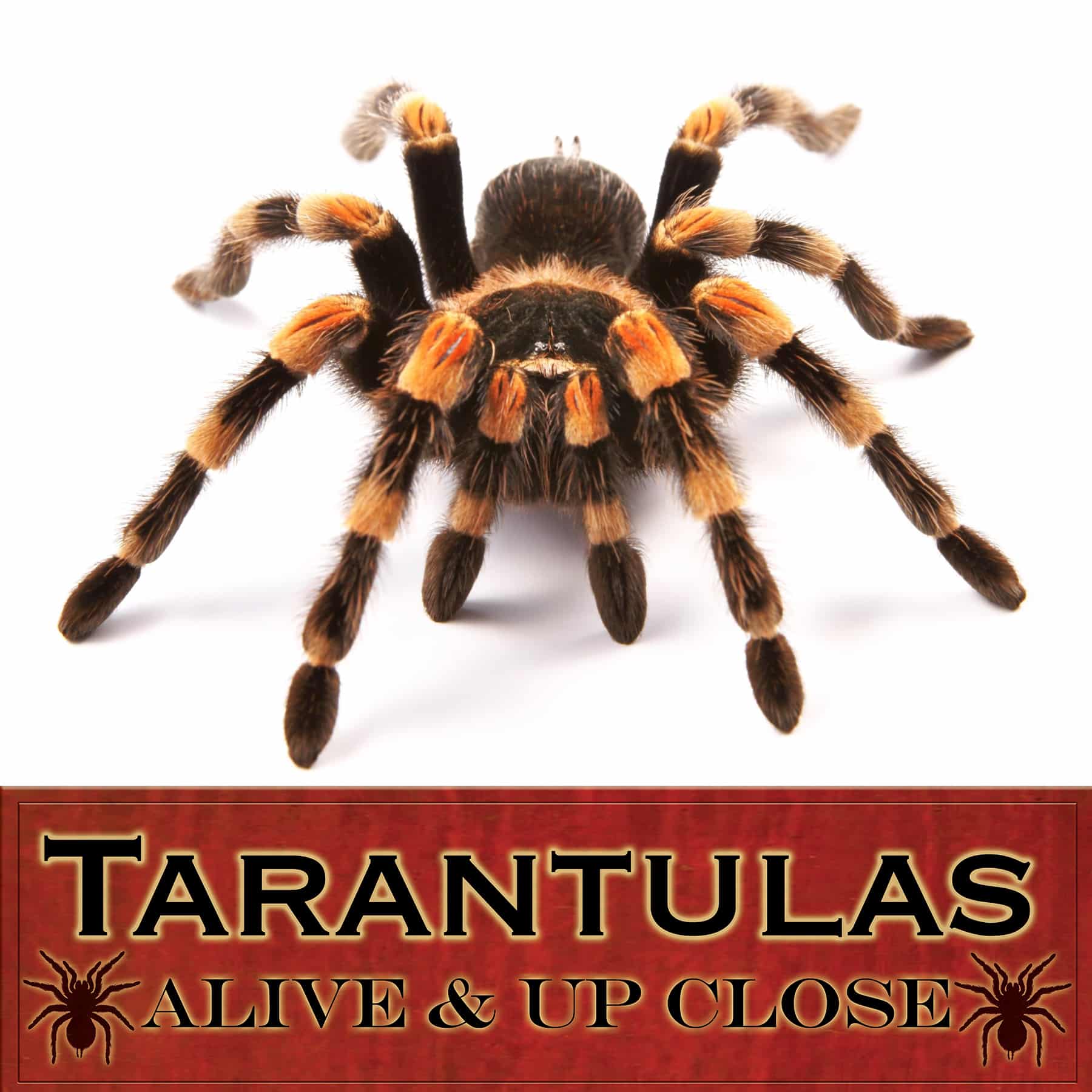 tarantulaexhibit.jpg