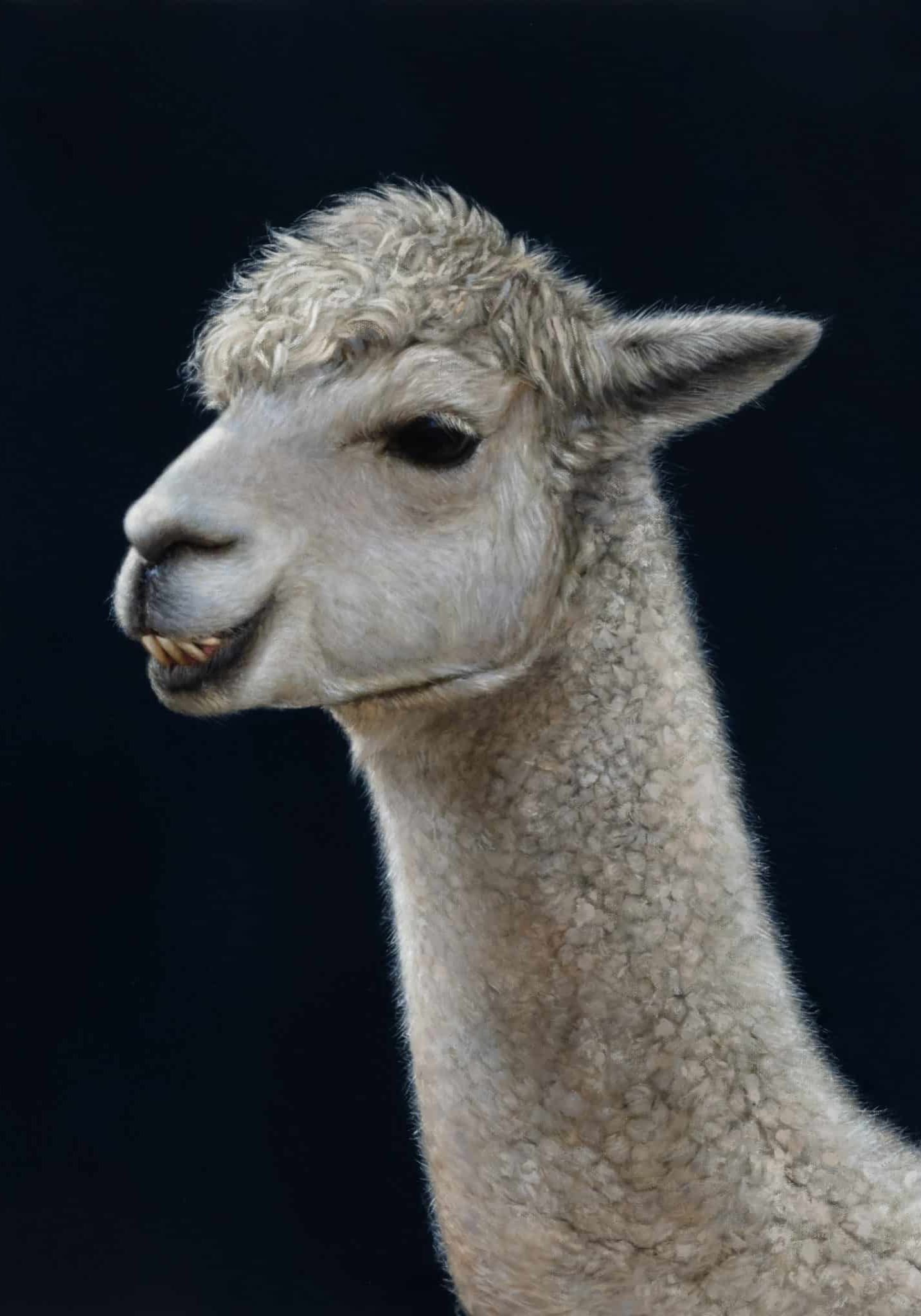 Rachel Sard
<em><strong><br>Alpaca (Sparkles)</em></strong> <br>
Oil on canvas<br>
24 x 30 inches, 2023