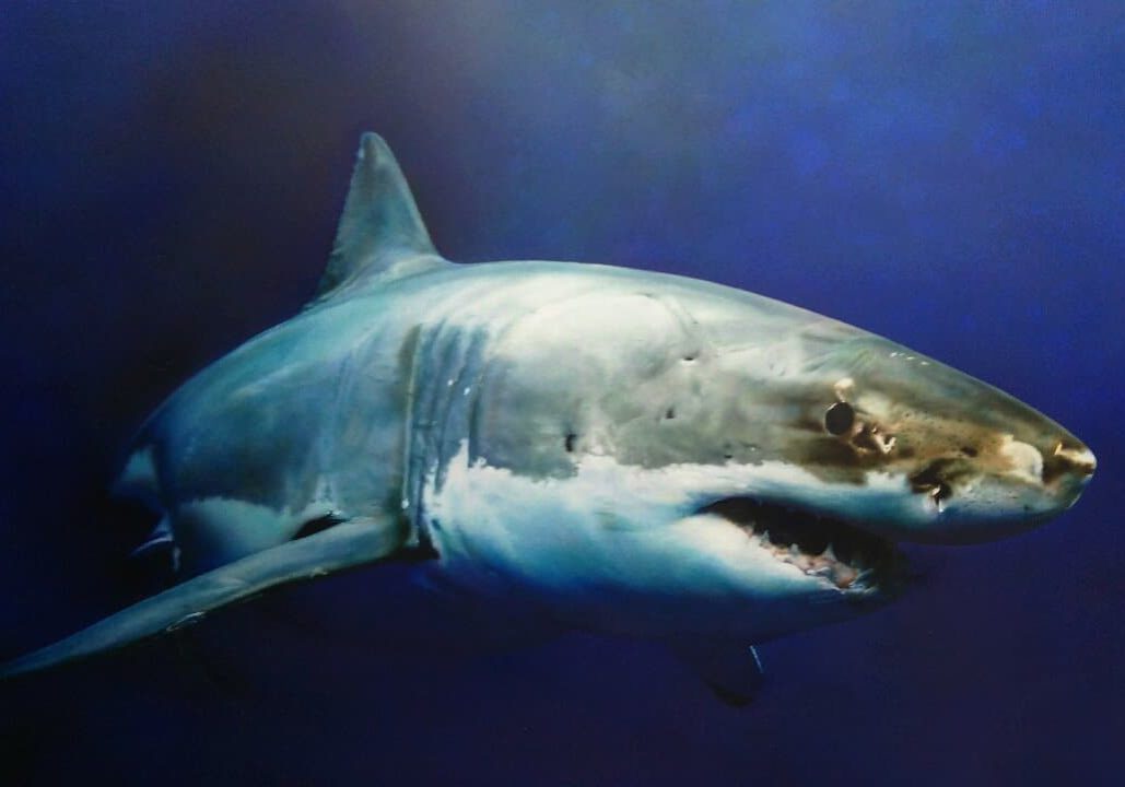 <b>Silvia Belviso</b><br><i>White Shark </i>, 2017