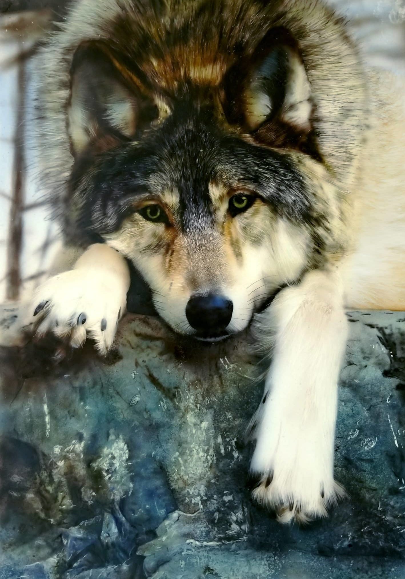 <b>Dru Blair</b><br><i>Wolf in Repose</i>, 2021