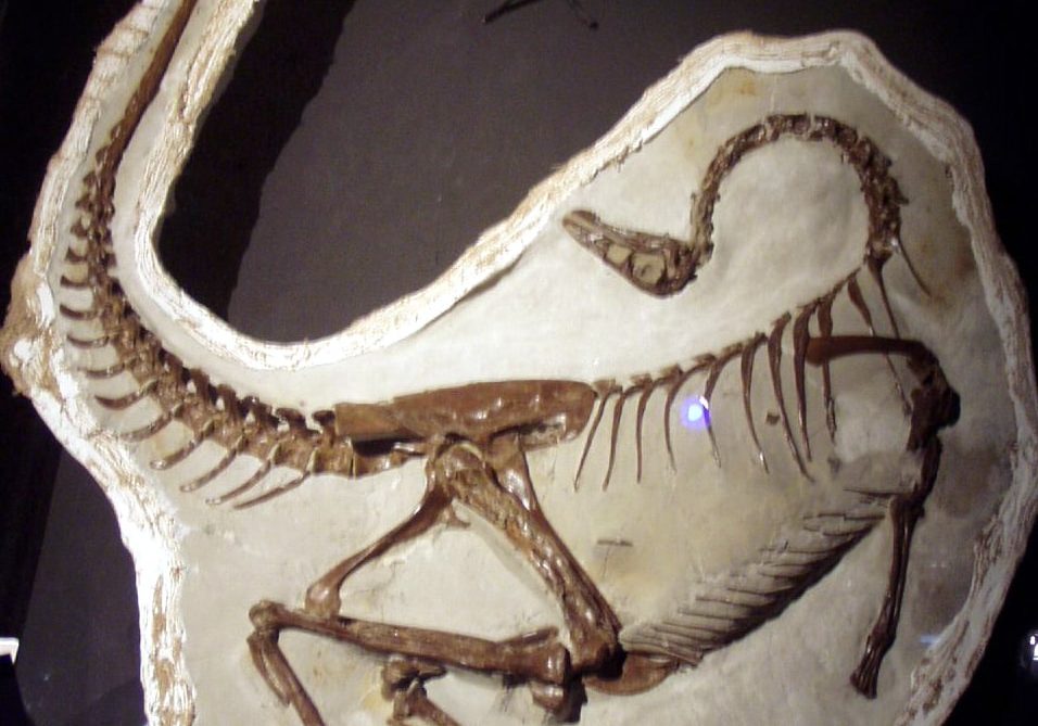 Ornithomimus Edmontonicus