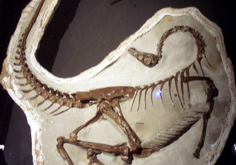 Ornithomimus Edmontonicus Ornithomimus Edmontonicus