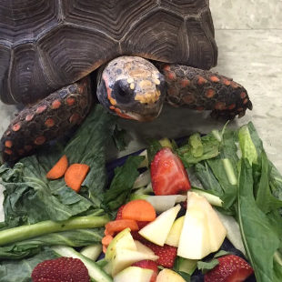WALLACE EATING