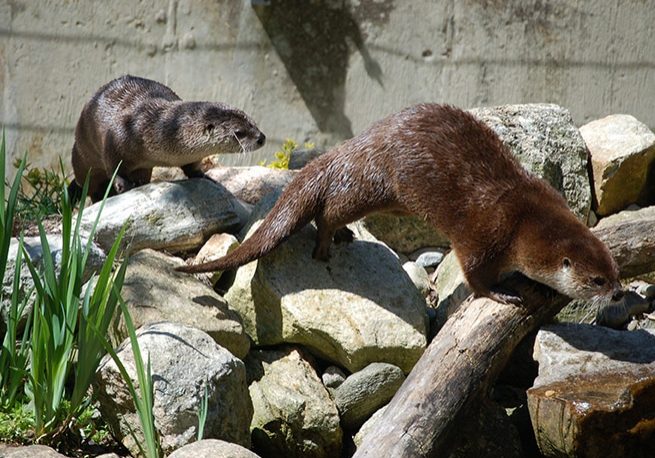 Otters