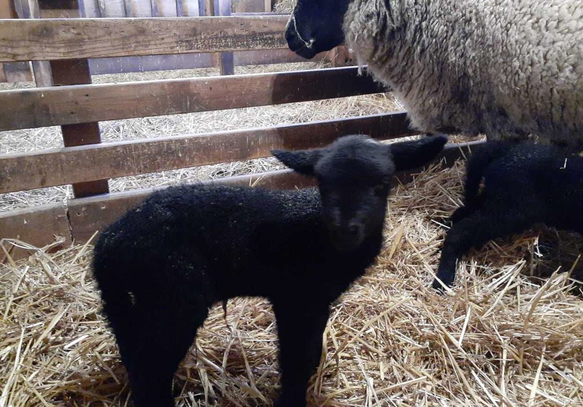 Sheep1 Sheep1